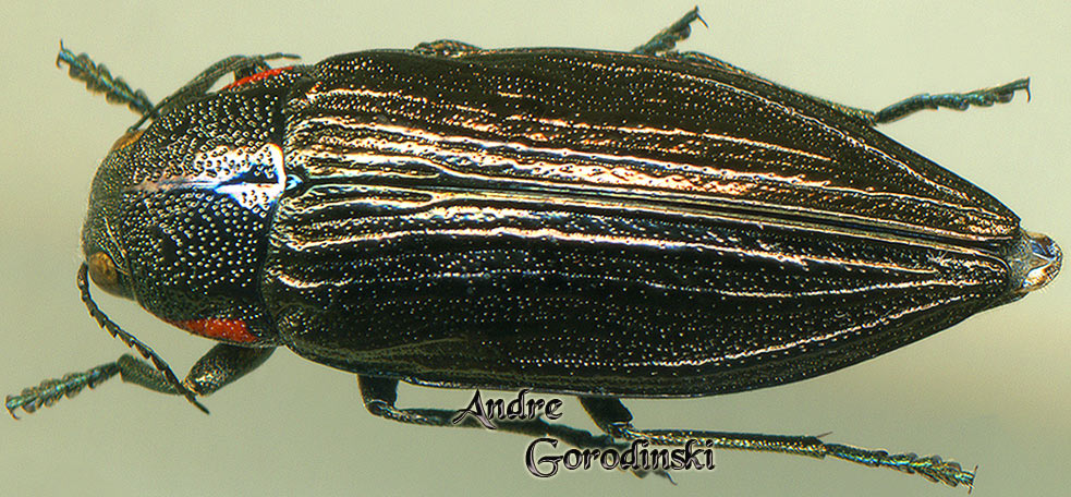 http://www.gorodinski.ru/buprestidae/Buprestis fairmairei.jpg